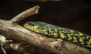 世界上最大的蛇有多大 世界上最大的蛇有多大